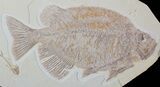 Phareodus Fossil Fish - Voracious Lake Predator #63359-1
